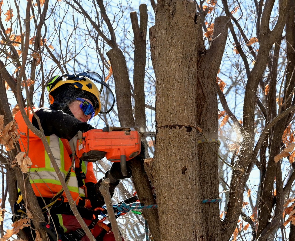 Élagueur certifié à la tronçonneuse en action — abattage Arbre Boivin