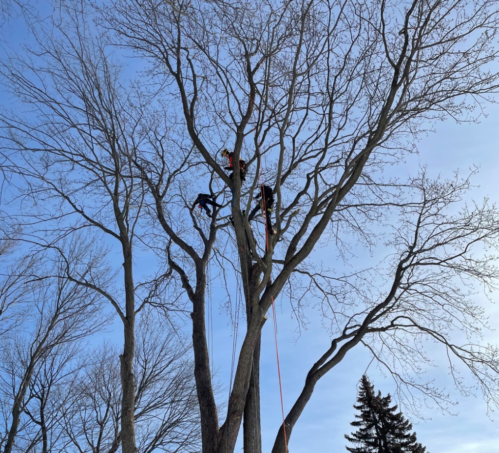 Arboristes en hauteur dans un grand arbre — élagage Arbre Boivin