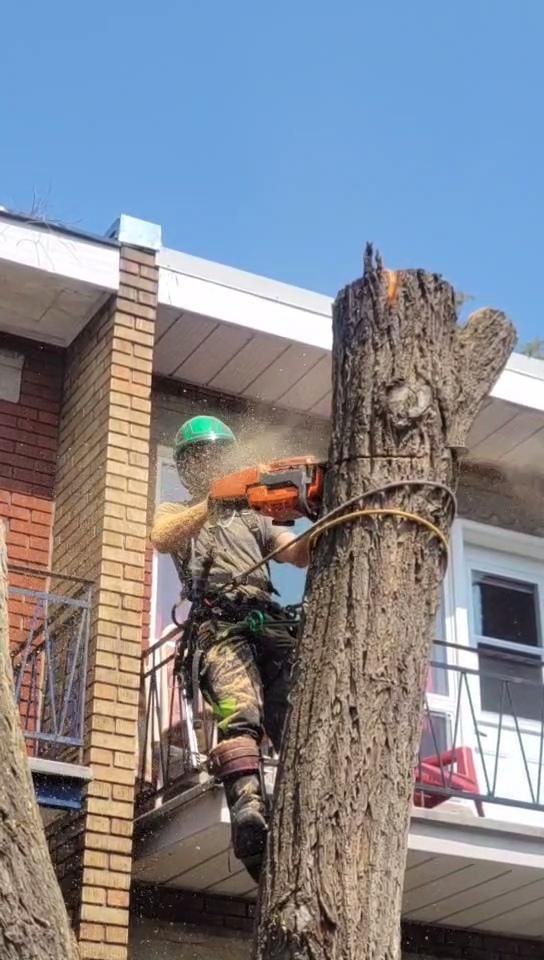 Arborist coupant un grand tronc en milieu urbain — déboisement