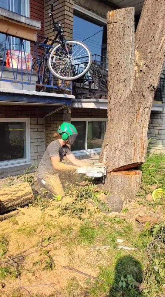 Coupe à la base d'un grand tronc — abattage final