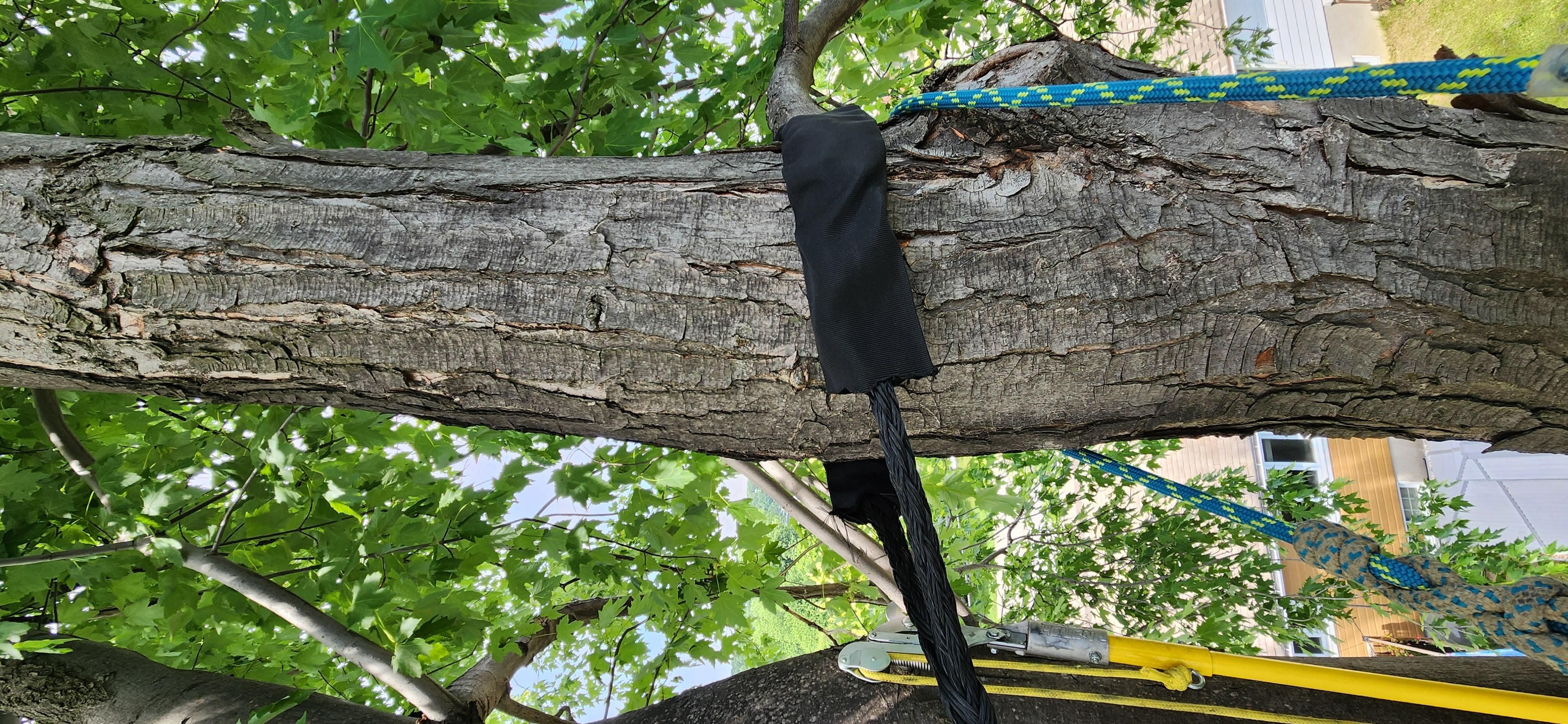 Câble de haubanage installé sur un arbre par Arbre Boivin