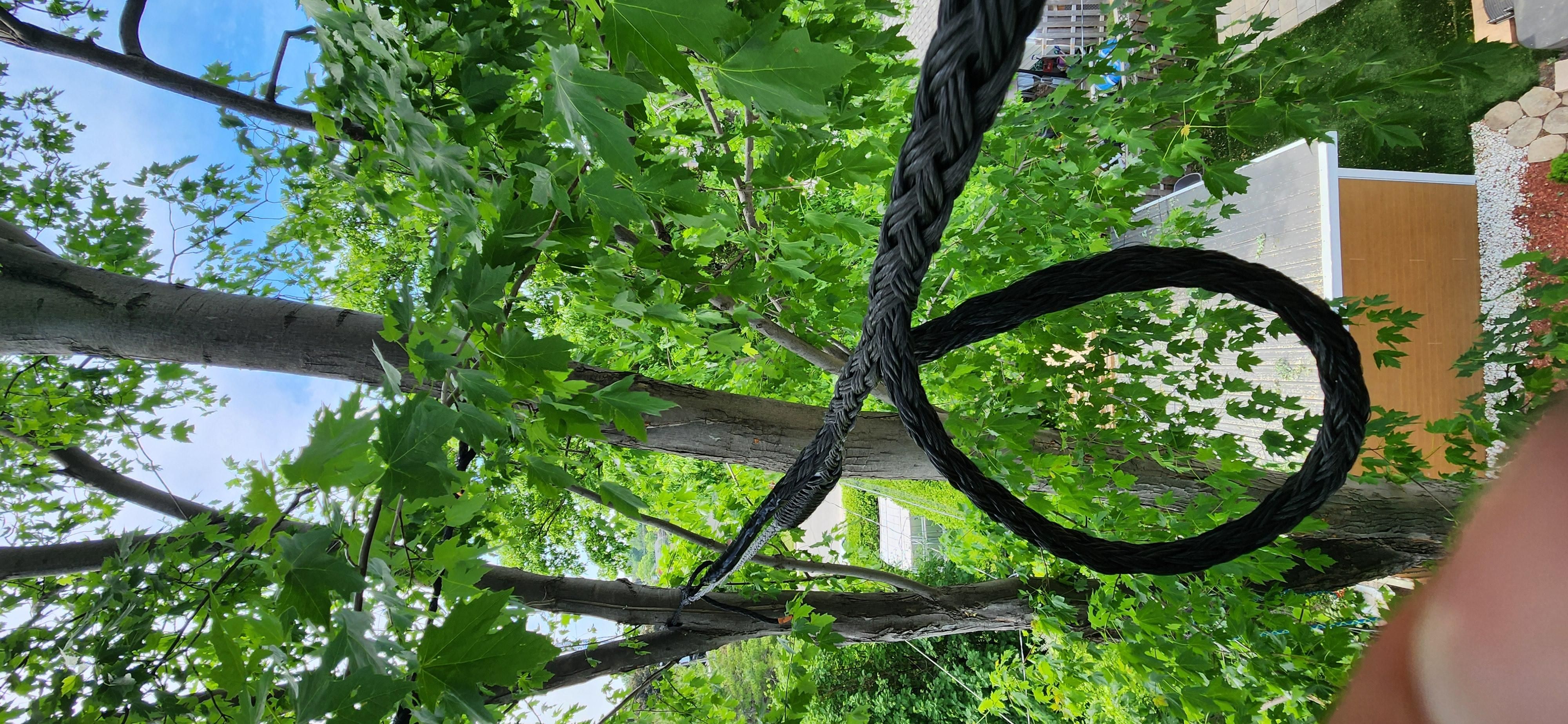 Câble de haubanage installé sur un érable