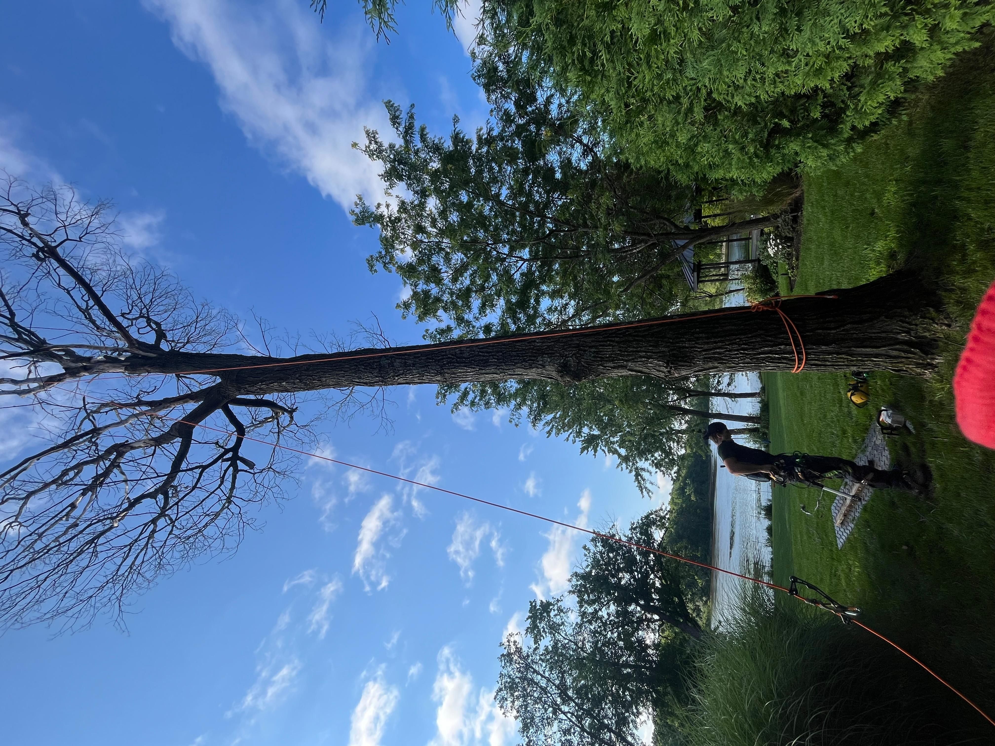 Travaux arboricoles sur une belle propriété résidentielle
