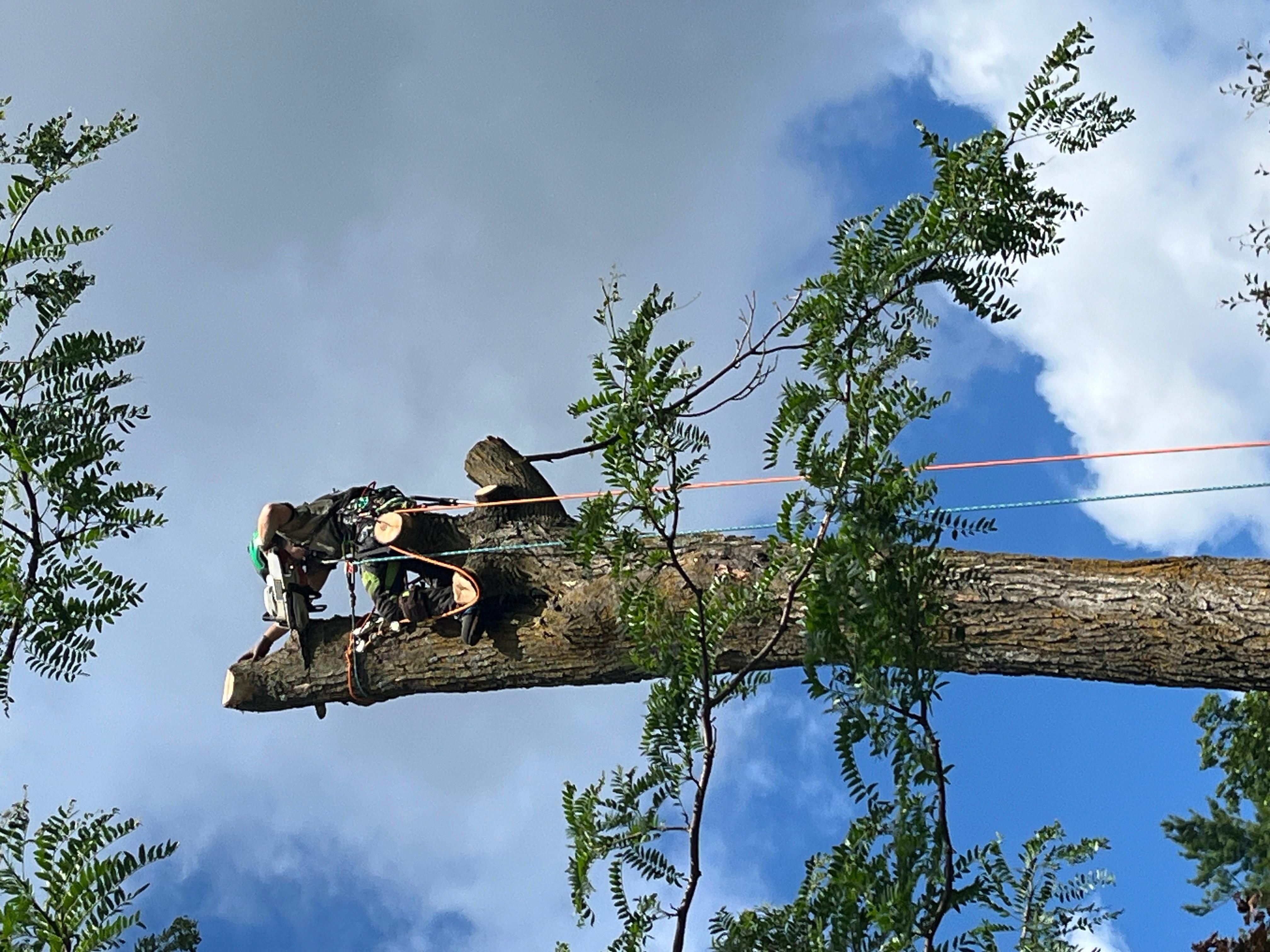 Arborist au sommet d'un tronc d'arbre en abattage