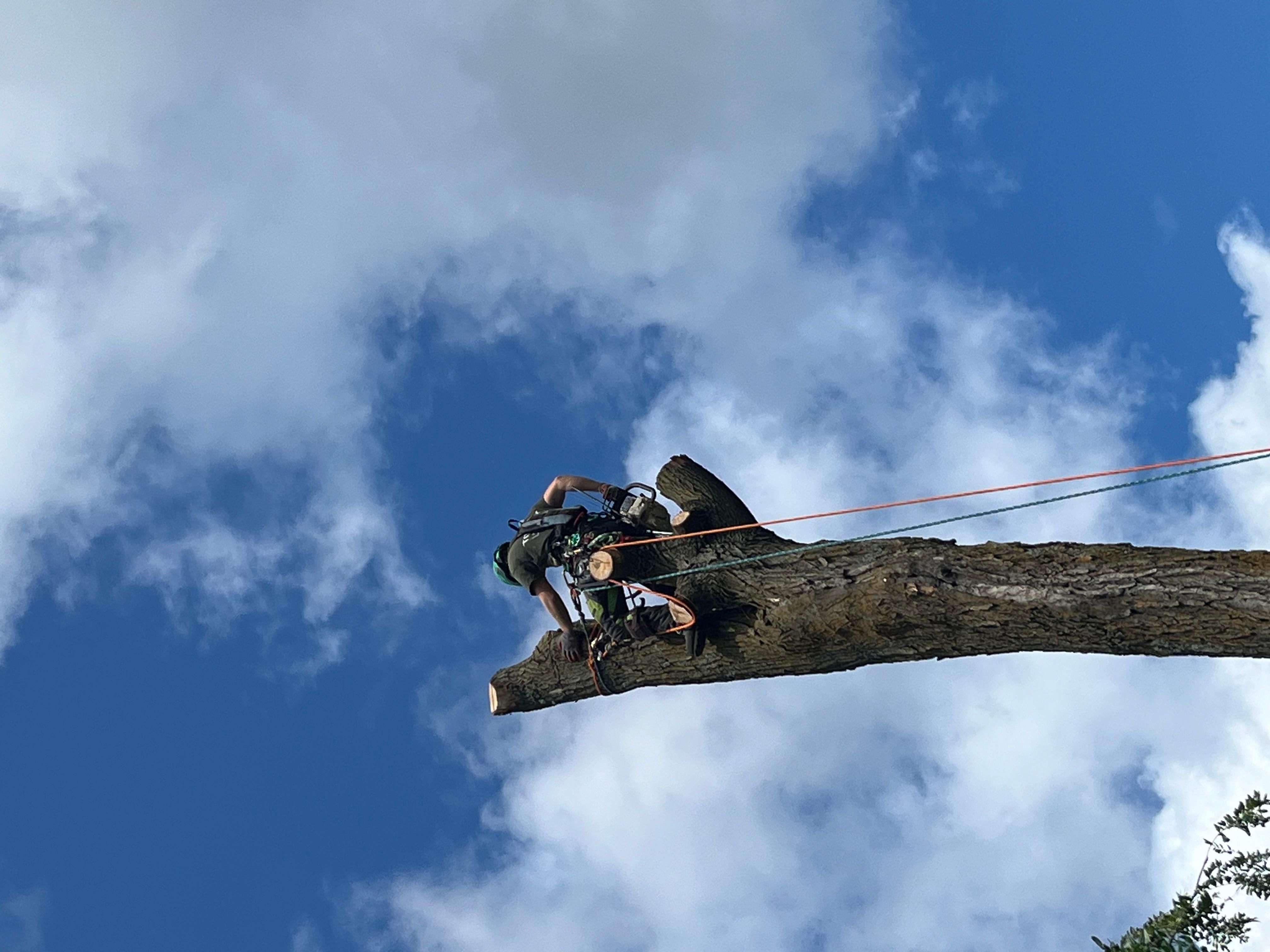 Arborist tronçonnant le sommet d'un arbre — abattage