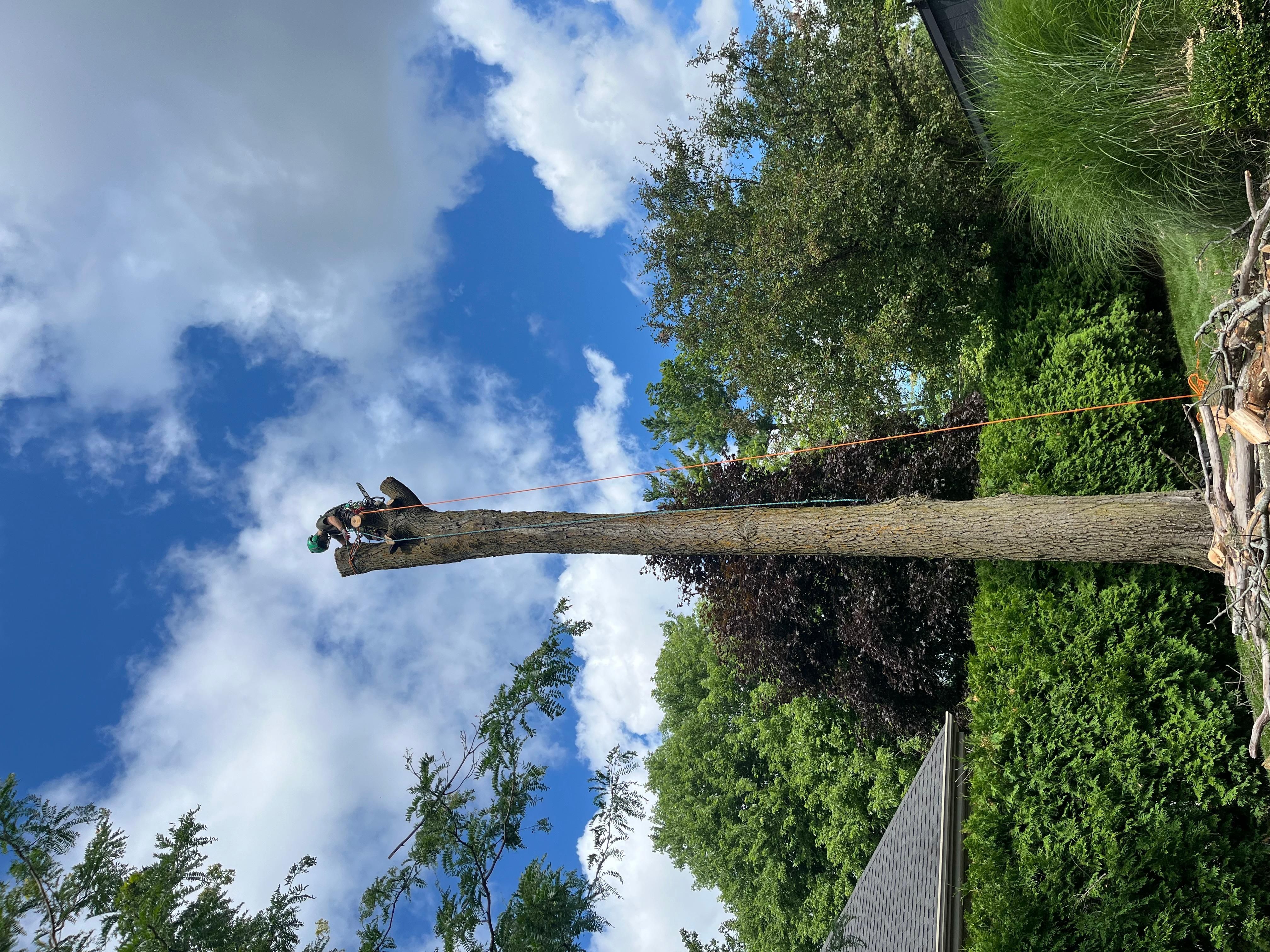 Services d'arbre professionnels à Pont-Rouge — Arbre Boivin