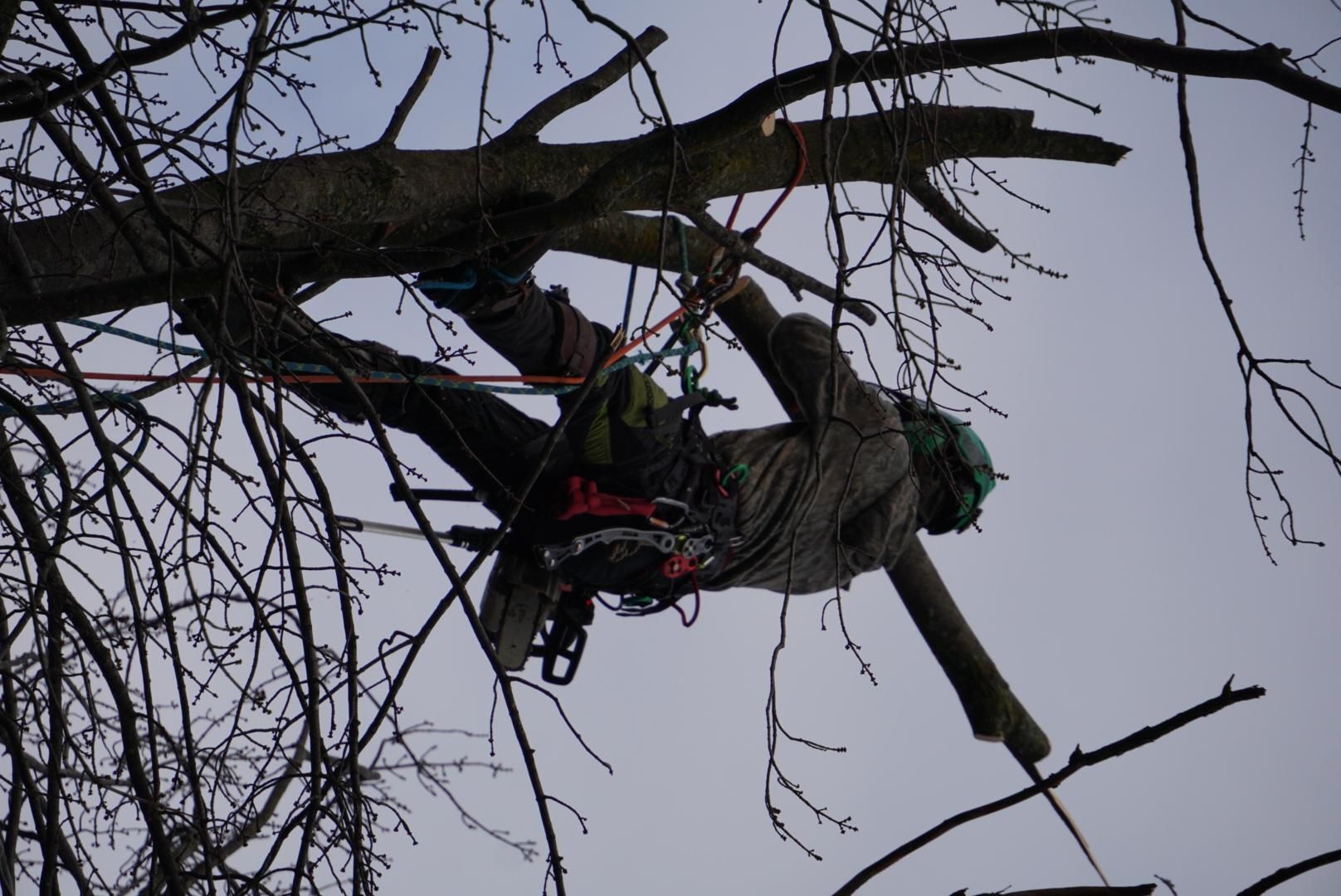 Élagueur certifié taillant des branches d'arbre en hiver