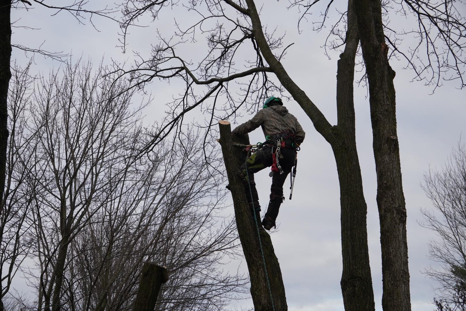 Arborist en pleine action d'élagage dans un arbre