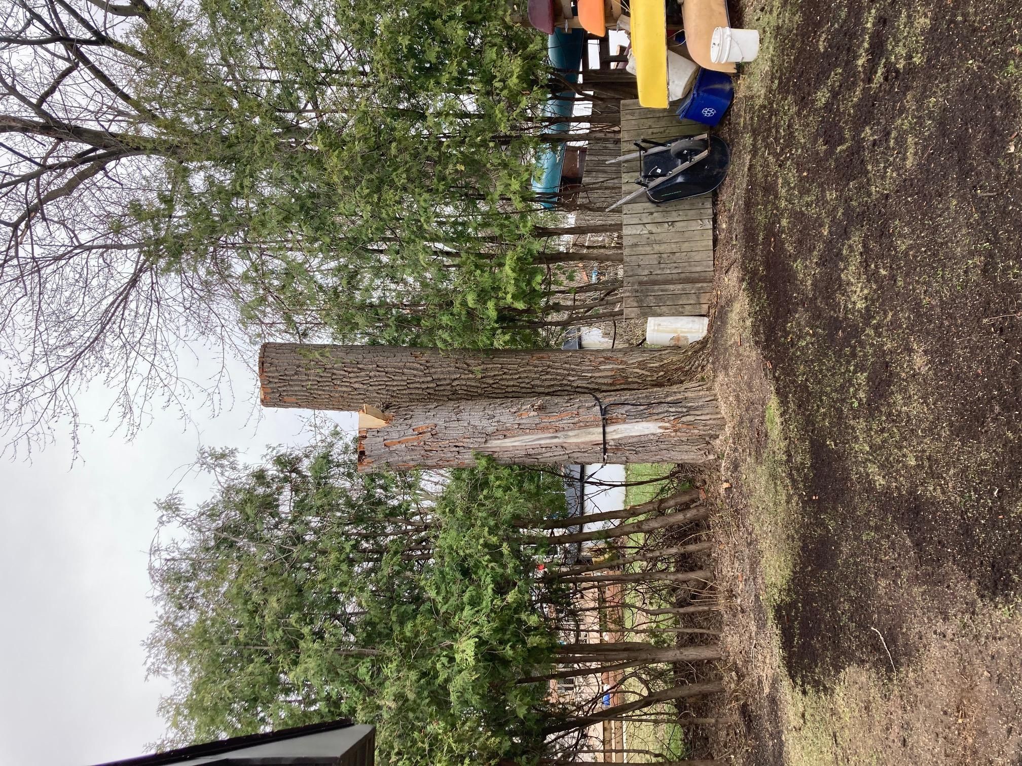 Deux troncs d'arbres réduits à des souches dans une cour résidentielle
