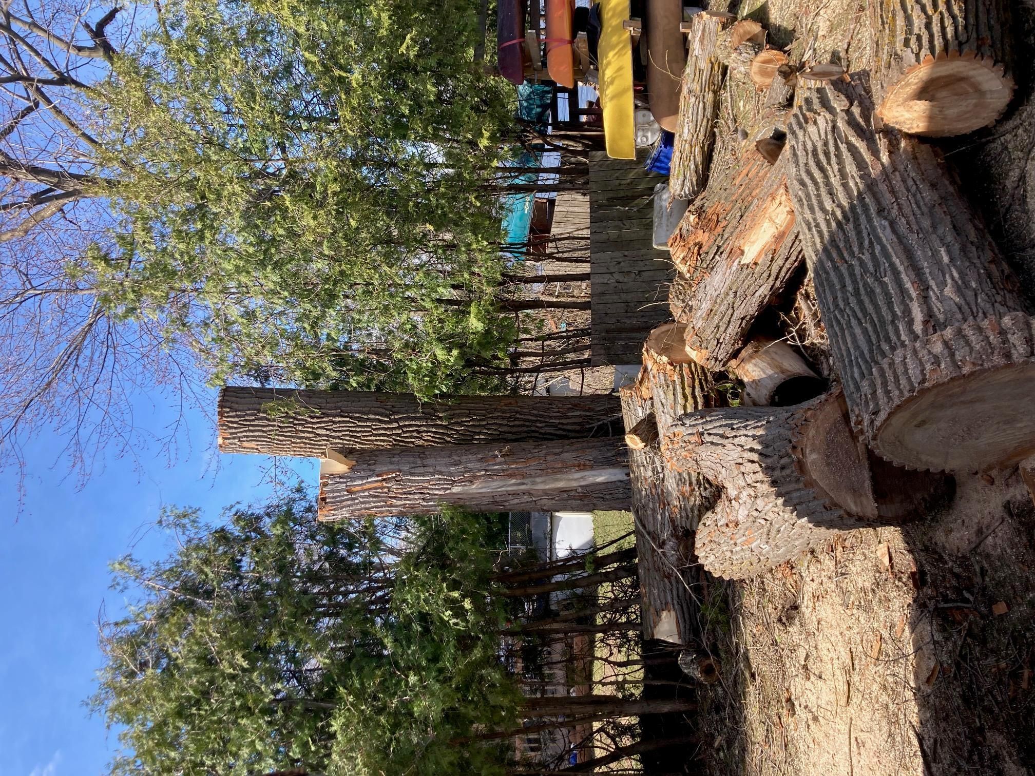 Souches et billes de bois après essouchement — Arbre Boivin
