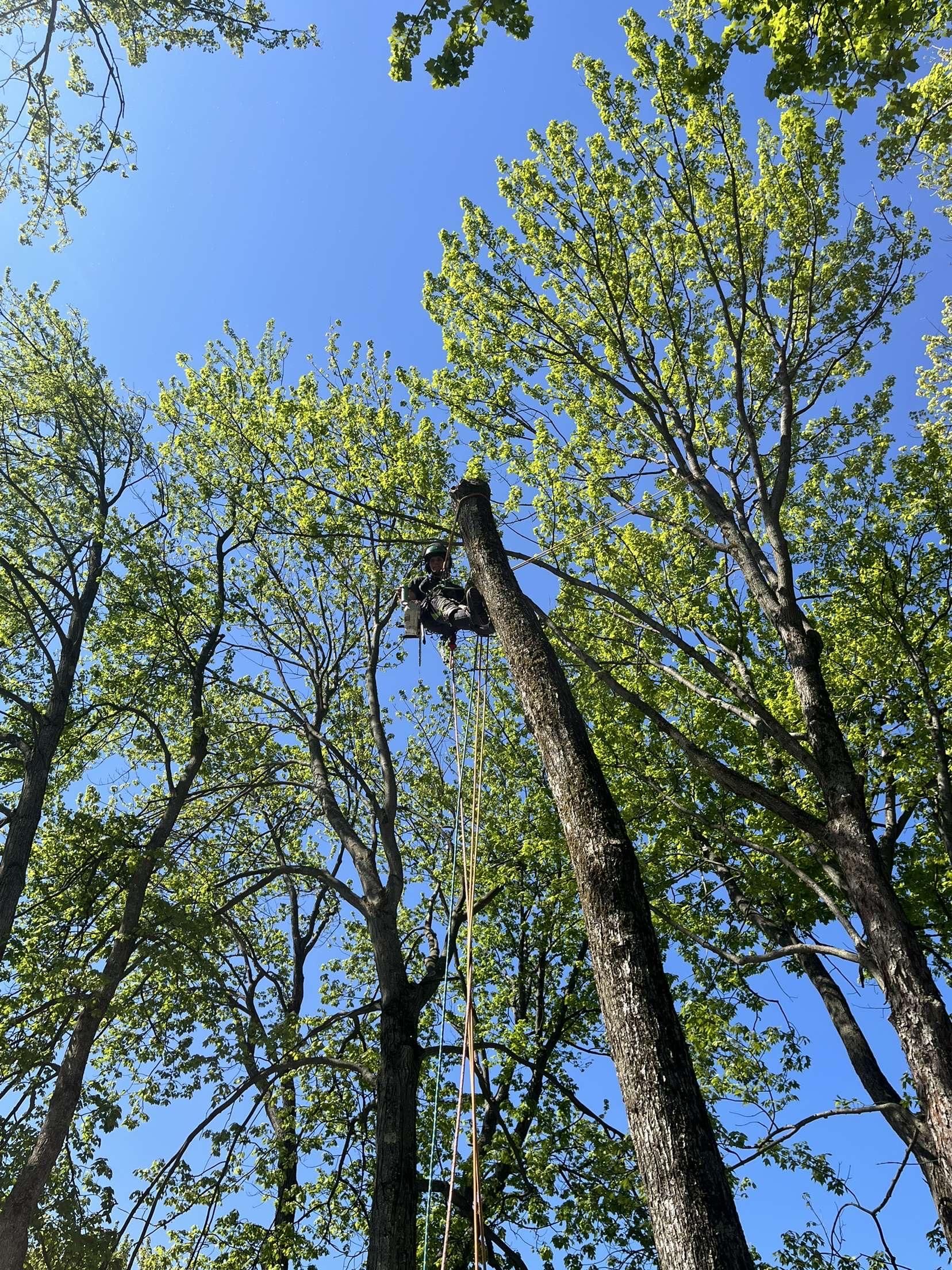 Vue contre-plongée de grands arbres verts en bonne santé
