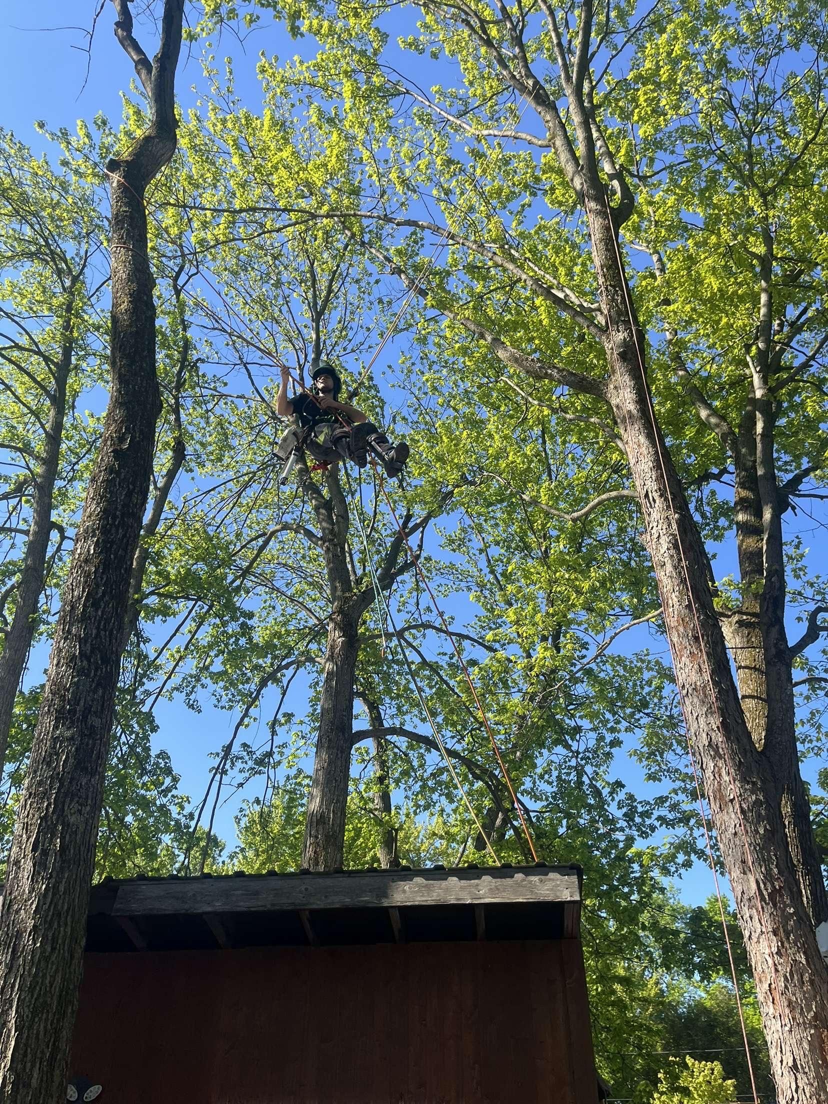 Arboriculteur Arbre Boivin en intervention d'urgence