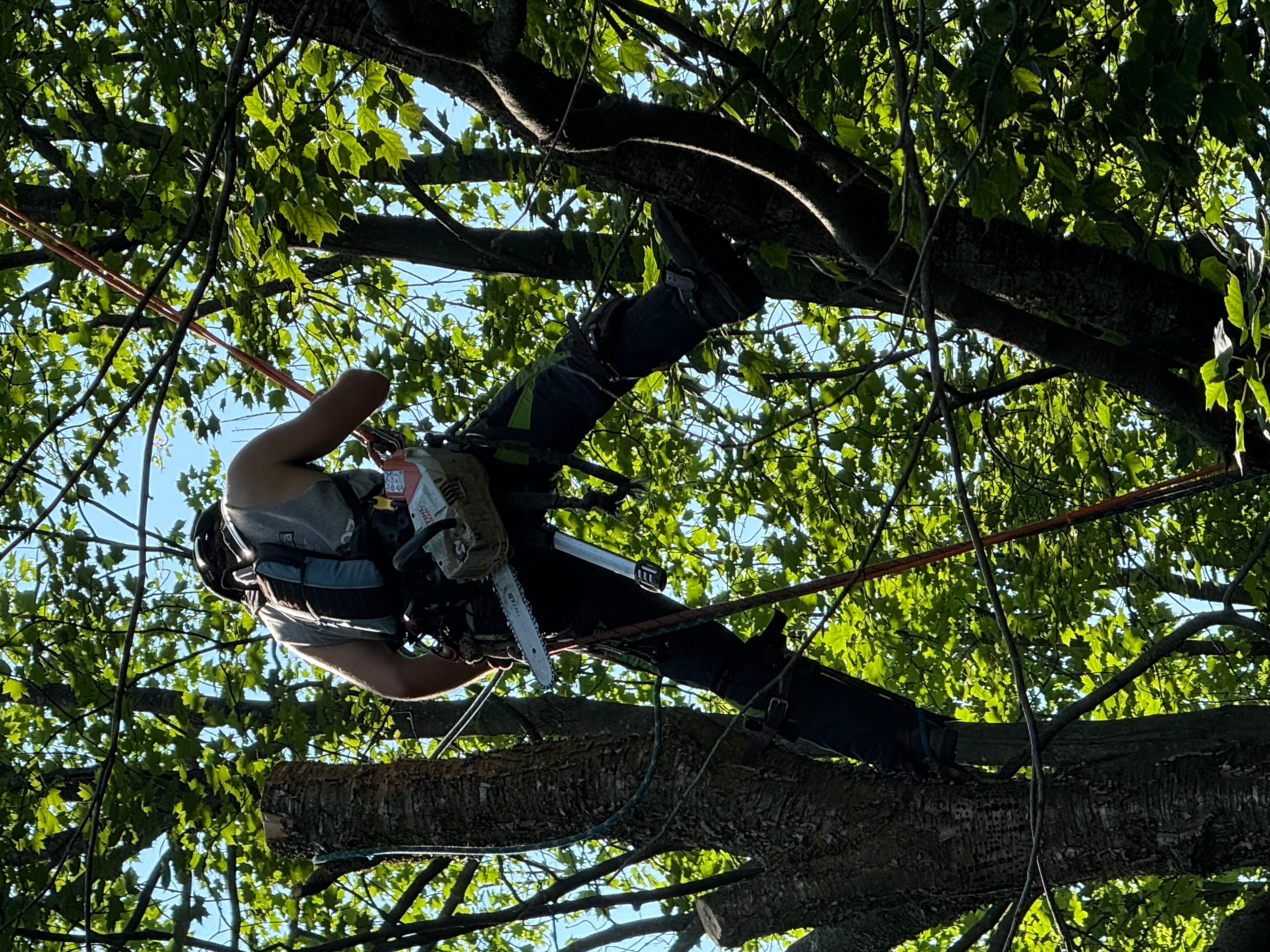 Élagueur montant à un arbre avec équipement complet