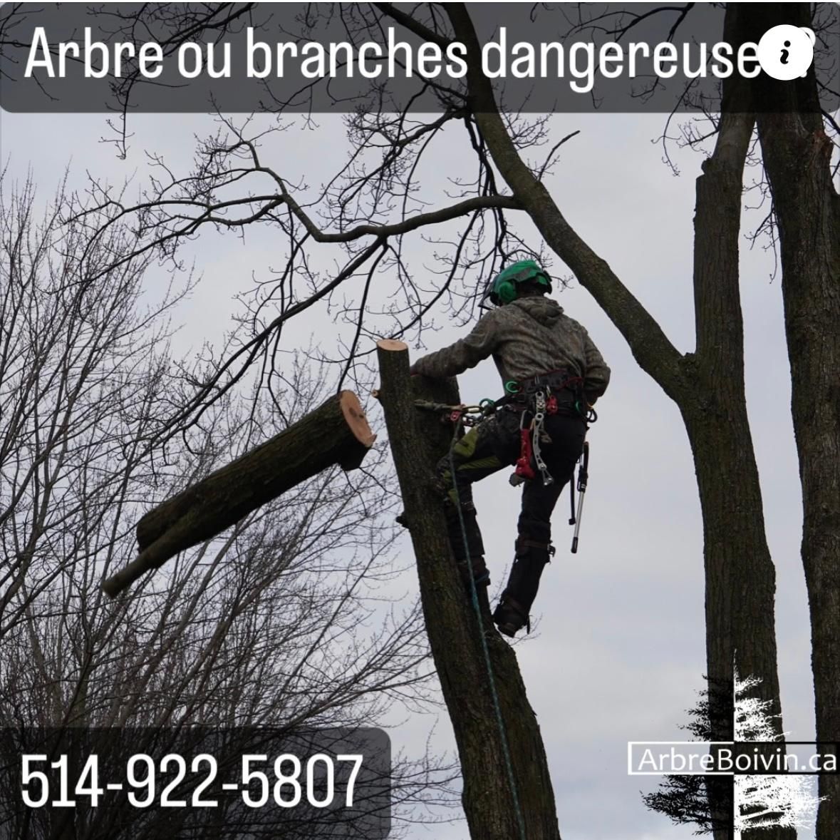 Arboriste en hauteur sur corde dans un arbre