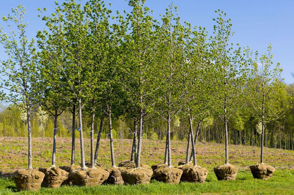 Jeunes arbres en motte prêts pour la plantation — Arbre Boivin